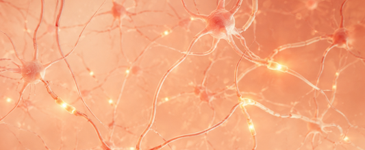 What the Research Shows About the Brain After 40