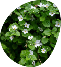 Bacopa Monnieri properties as an ADHD supplement 