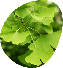 Gingko Bilbao properties as an ADHD supplement 
