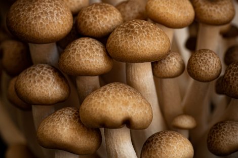 zinc and mushrooms benefits for adhd 